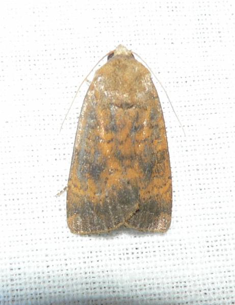 noctua interjectum.jpg - Kleine huismoeder - Noctua interjecta